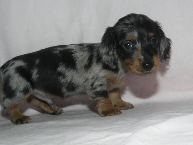 ミニチュアダックスフンド