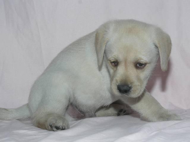 ラブラドールレトリーバー