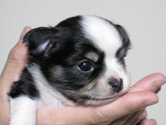 チワワ（ロングコート）