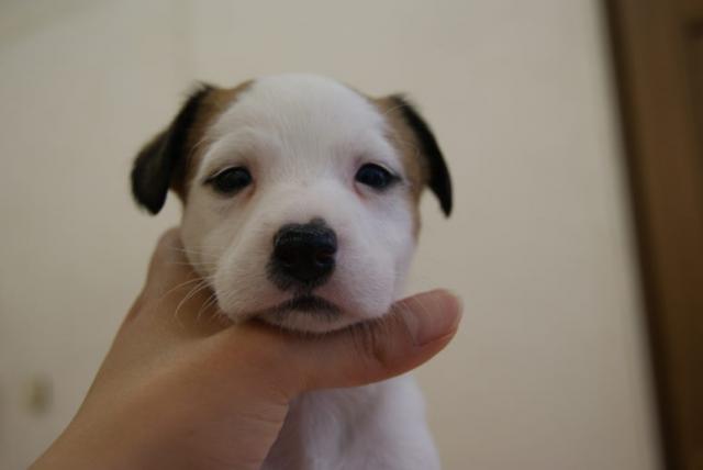 ジャックラッセルテリア