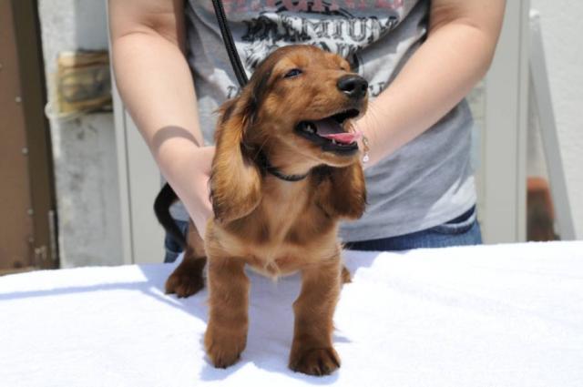 カニンヘンダックスフンド