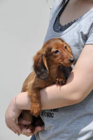 カニンヘンダックスフンド