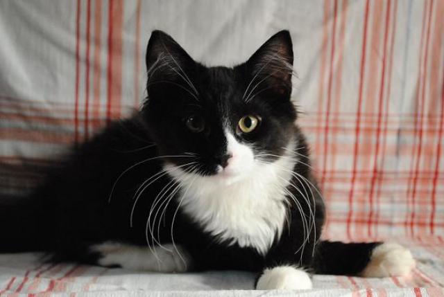 ノルウェージャンフォレストキャット