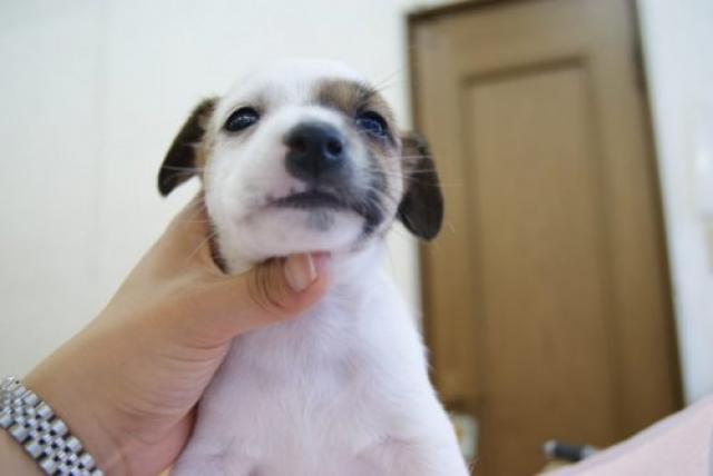 ジャックラッセルテリア