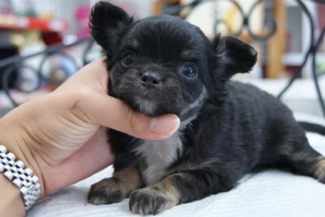 チワワ(ロングコート)