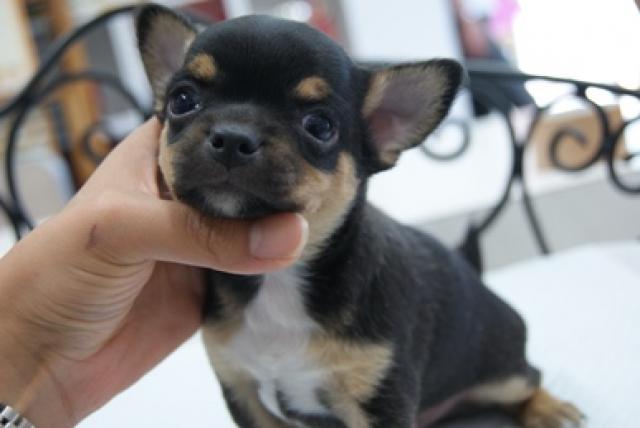 チワワ(スムースコート)