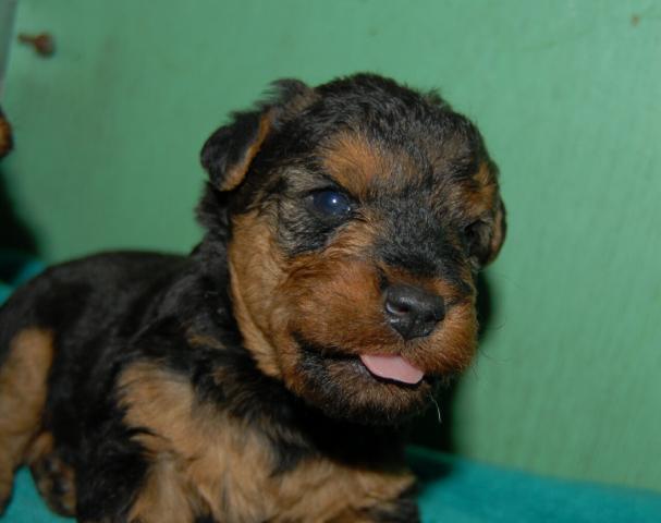 ウェルシュテリア