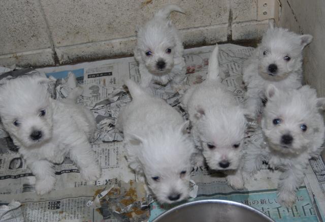 ウエストハイランドホワイトテリア