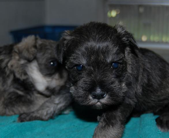 ミニチュアシュナウザー