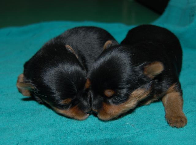 ヨークシャーテリア