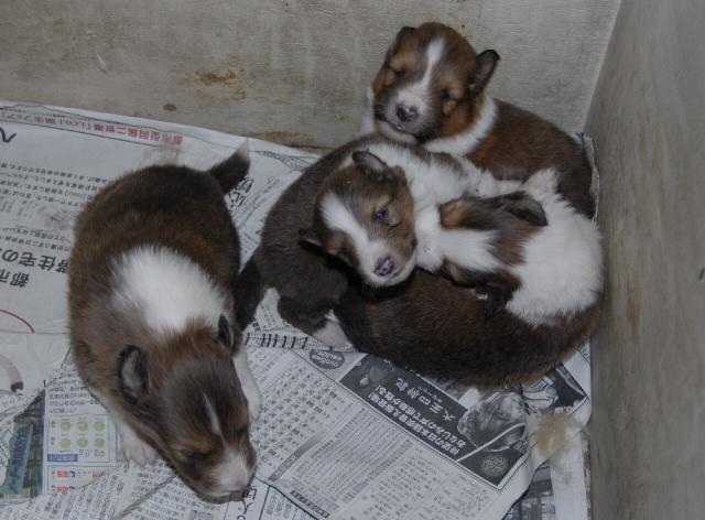 シェットランドシープドッグ