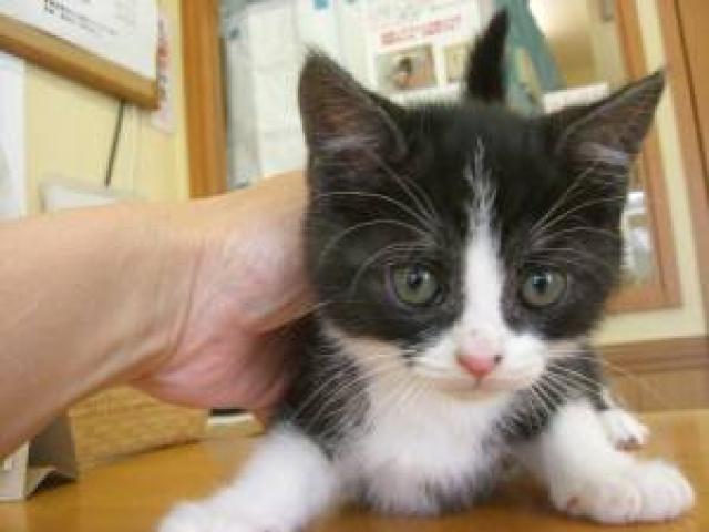 スコティッシュフォールド