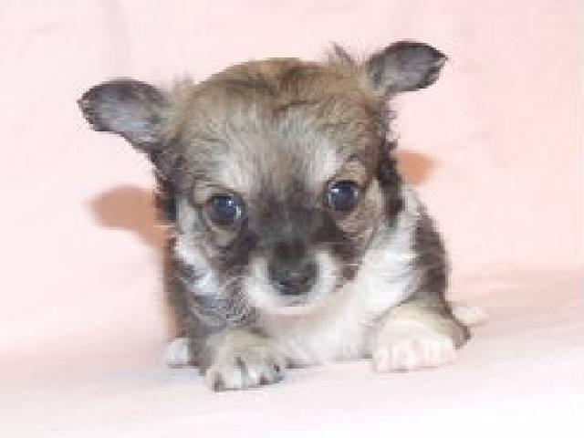 チワワ（ロングコート）