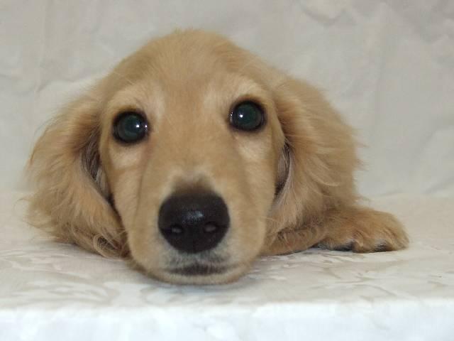 ミニチュアダックスフンド