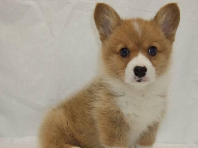 ウェルシュコーギーペンブローク