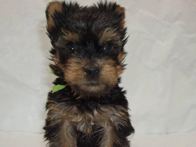 ヨークシャーテリア