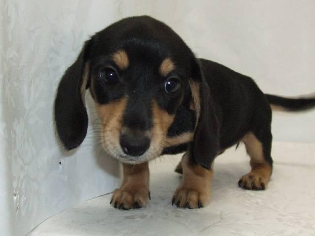 ミニチュアダックスフンド