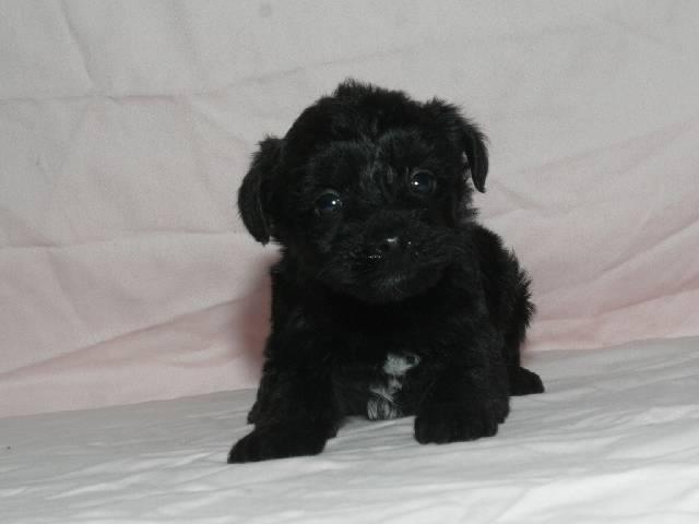 MIX父トイプードル×母ヨークシャテリア