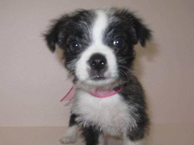 MIX父ボストンテリア×母ジャックラッセルテリア