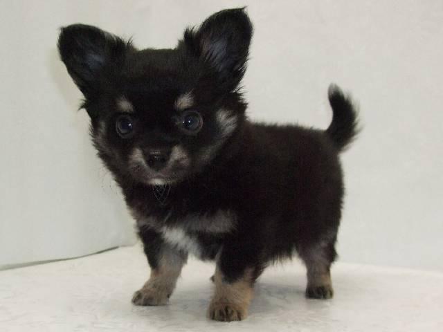 チワワ(ロングコート)