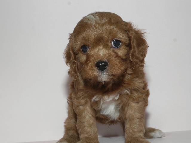 MIX父：トイプードル　母：キャバリア