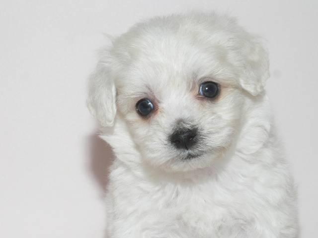 MIX父：トイプードル　母：マルチーズ