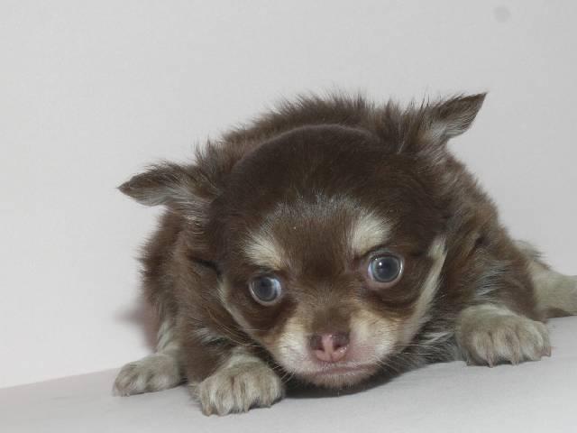 チワワ（ロングコート）