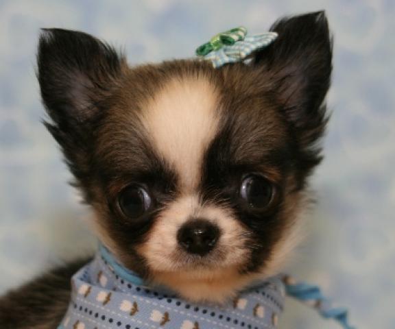 チワワ（ロングコート）