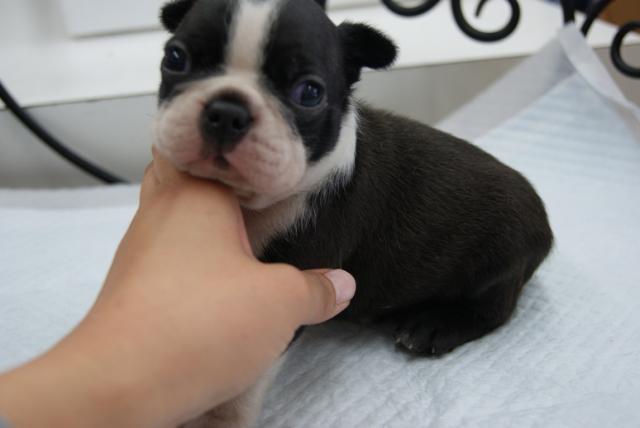 ボストンテリア