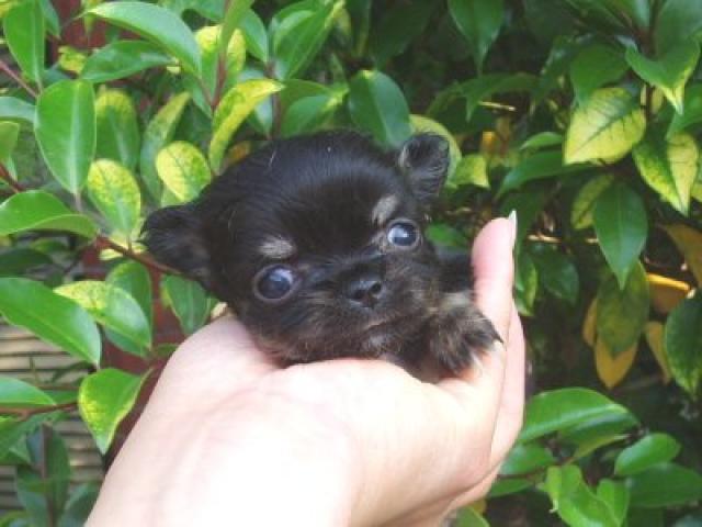 チワワ(ロングコート)