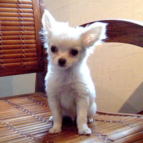 チワワ（ロングコート）