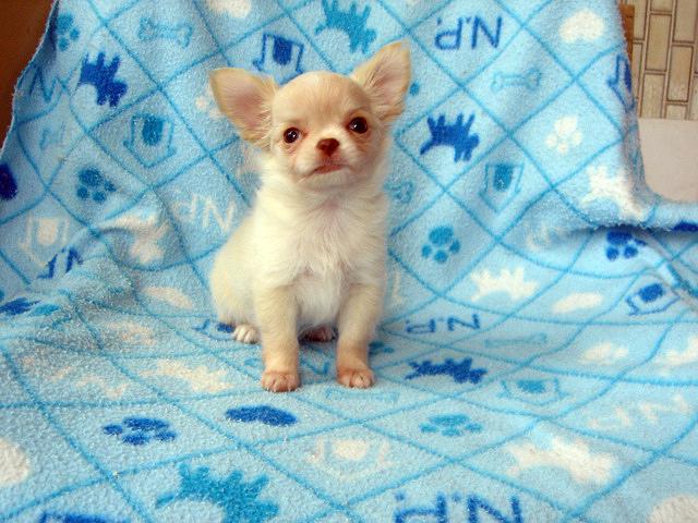 チワワ(ロングコート)