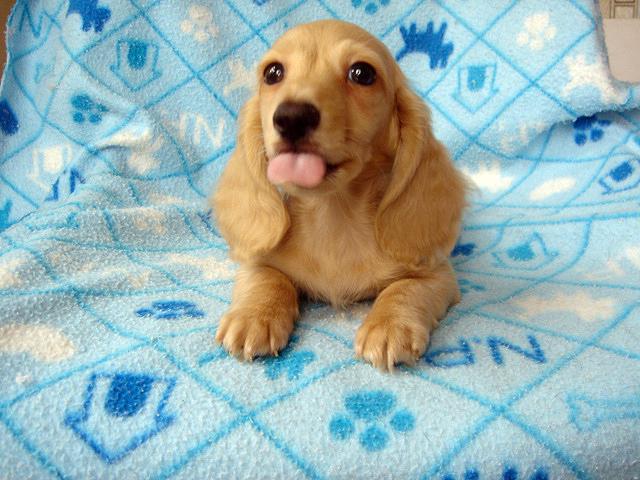 ミニチュアダックスフンド