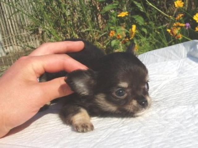 チワワ(ロングコート)