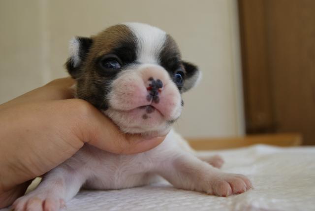 フレンチブルドッグ