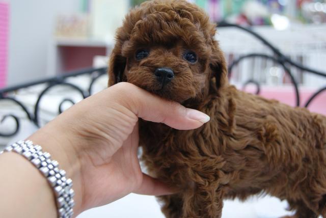 トイプードル
