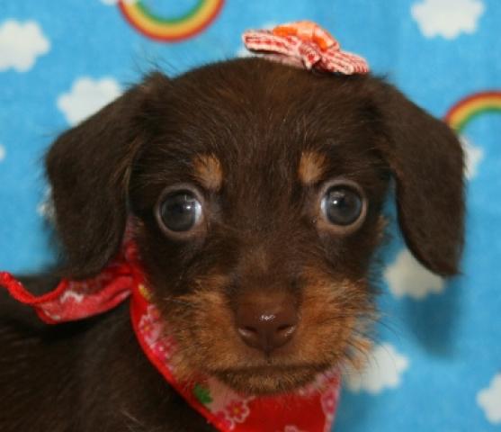 ミニチュアダックスフンド