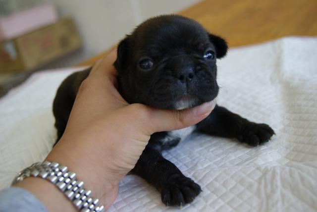 フレンチブルドッグ