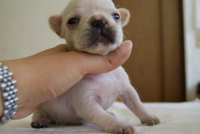 フレンチブルドッグ