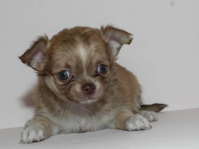 チワワ（ロングコート）