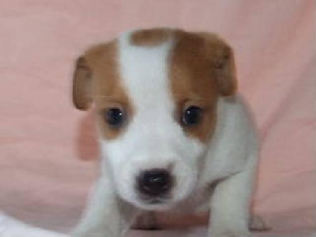 ジャックラッセルテリア