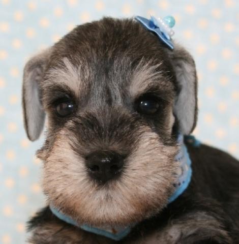 ミニチュアシュナウザー