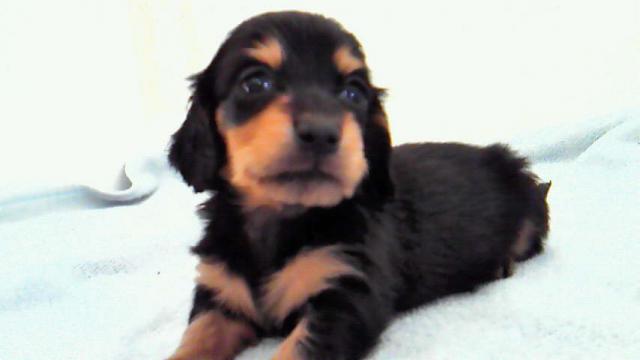 カニンヘンダックス