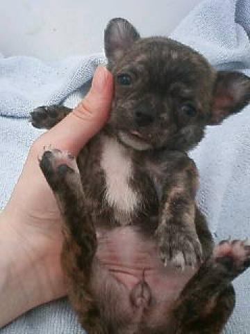 チワワ（ロングコート）