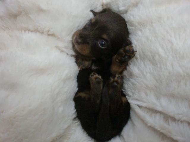 ミニチュアダックスフンド