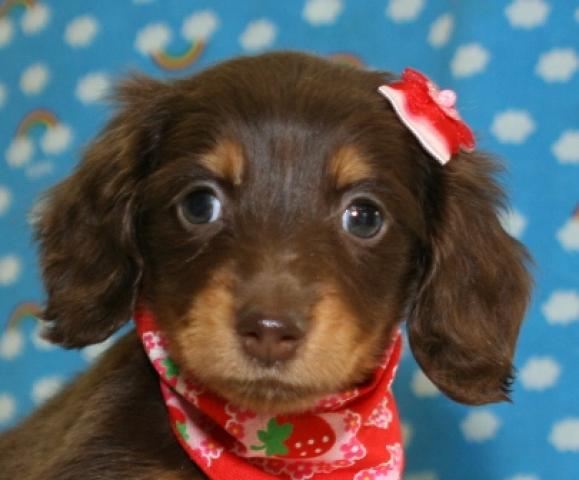 ミニチュアダックスフンド