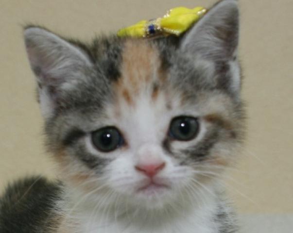 スコティッシュフォールド