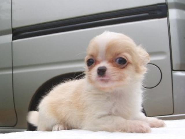 チワワ（ロングコート）