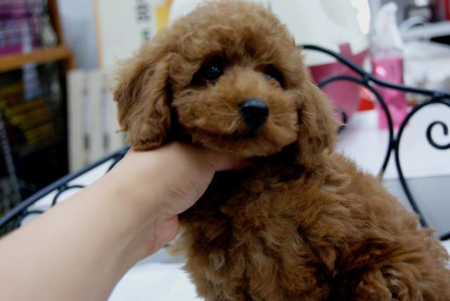 トイプードル