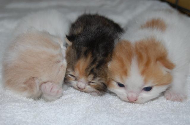 スコティッシュフォールド